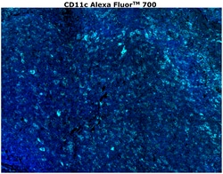 Invitrogen CD11c Monoclonal Antibody (118/A5), Alexa Fluor 700 500 &mu;L;