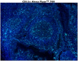 Invitrogen CD11c Monoclonal Antibody (118/A5), Alexa Fluor 700 500 &mu;L;