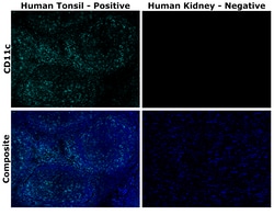 Invitrogen CD11c Monoclonal Antibody (118/A5), Alexa Fluor 700 500 &mu;L;