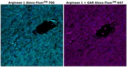 Invitrogen Arginase 1 Monoclonal Antibody (sl6arg), Alexa Fluor 700 500