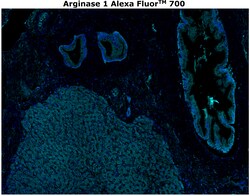 Invitrogen Arginase 1 Monoclonal Antibody (sl6arg), Alexa Fluor 700 500
