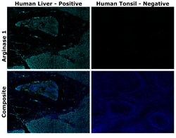 Invitrogen™ Arginase 1 Monoclonal Antibody (sl6arg), Alexa Fluor™ 700