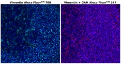 Invitrogen Vimentin Monoclonal Antibody (V9), Alexa Fluor 700 500 &mu;L;