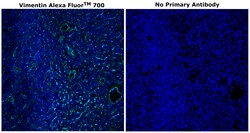 Invitrogen Vimentin Monoclonal Antibody (V9), Alexa Fluor 700 500 &mu;L;