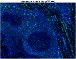 Invitrogen Vimentin Monoclonal Antibody (V9), Alexa Fluor 700 500 &mu;L;