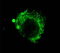 LAMP2 Monoclonal Antibody (GL2A7), QED Bioscience 100 &mu;g; Unconjugated:Antibodies,