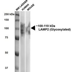 LAMP2 Monoclonal Antibody (GL2A7), QED Bioscience 100 &mu;g; Unconjugated:Antibodies,