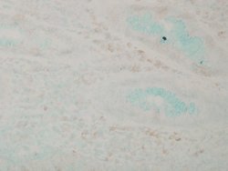 p38 alpha MAP Kinase Monoclonal Antibody (9F12), QED Bioscience 100 &mu;g;
