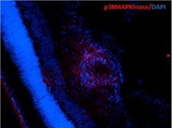 p38 alpha MAP Kinase Monoclonal Antibody (9F12), QED Bioscience 100 &mu;g;