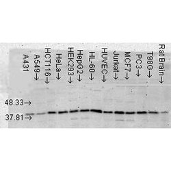 p38 alpha MAP Kinase Monoclonal Antibody (9F12), QED Bioscience 100 &mu;g;