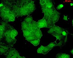PSD95 Monoclonal Antibody (6G6-1C9), QED Bioscience 100 &mu;g; Unconjugated:Antibodies,