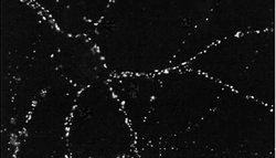PSD95 Monoclonal Antibody (6G6-1C9), QED Bioscience 100 &mu;g; Unconjugated:Antibodies,
