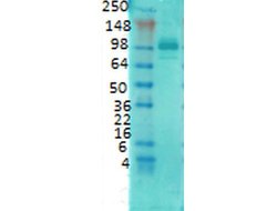 PSD95 Monoclonal Antibody (6G6-1C9), QED Bioscience 100 &mu;g; Unconjugated:Antibodies,