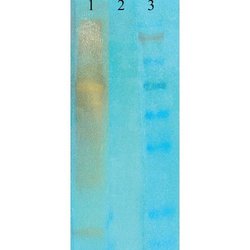 Acetylated Lysine Monoclonal Antibody (7F8), QED Bioscience 100 &mu;g;