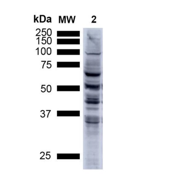 Nitrotyrosine Monoclonal Antibody (39B6), QED Bioscience 100 μg; UnconjugatedAntibodies