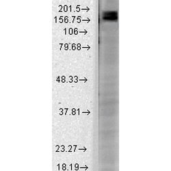 Shank2 Monoclonal Antibody (S23b-6), QED Bioscience 100 &mu;g | Buy Online | Leinco Technologies Inc | Fisher Scientific