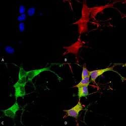Ankyrin-G Monoclonal Antibody (S106-20), QED Bioscience 100 &mu;g; Unconjugated:Antibodies,