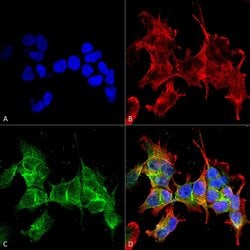 Ankyrin-G Monoclonal Antibody (S106-20), QED Bioscience 100 &mu;g; Unconjugated:Antibodies,