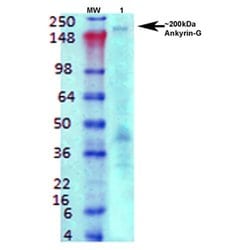 Ankyrin-G Monoclonal Antibody (S106-20), QED Bioscience 100 &mu;g; Unconjugated:Antibodies,