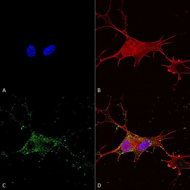 Synaptotagmin7 Monoclonal Antibody (S27514), QED Bioscience 100 μg; Fisher Scientific
