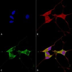 Mitofusin-2 Monoclonal Antibody (S153-5), QED Bioscience 100 &mu;g; Unconjugated:Antibodies,
