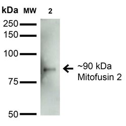 Mitofusin-2 Monoclonal Antibody (S153-5), QED Bioscience 100 &mu;g; Unconjugated:Antibodies,