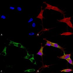 Protocadherin gamma (pan) Monoclonal Antibody (S159-5), QED Bioscience
