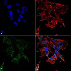 Protocadherin gamma (pan) Monoclonal Antibody (S159-5), QED Bioscience