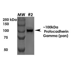 Protocadherin gamma (pan) Monoclonal Antibody (S159-5), QED Bioscience