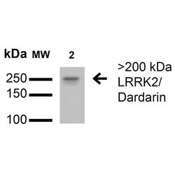 LRRK2/Dardarin Monoclonal Antibody (S138-6), QED Bioscience 100 &mu;g | Buy Online | Leinco Technologies Inc | Fisher Scientific