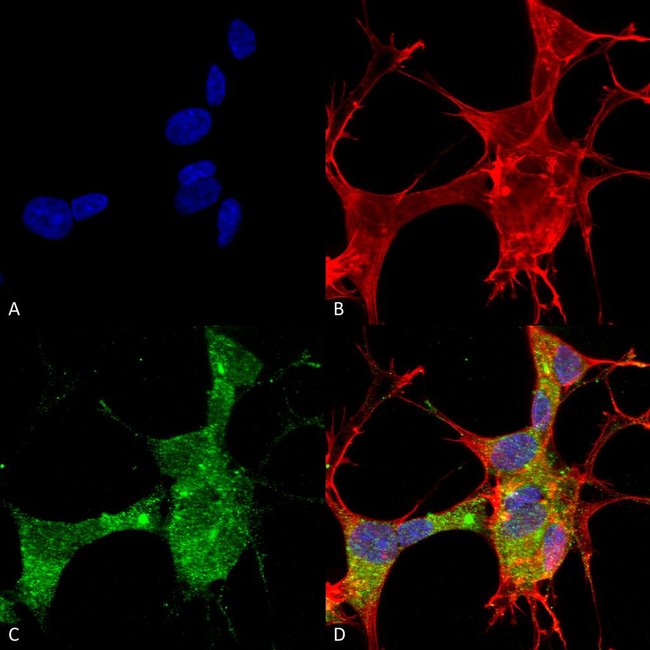 GFAP Monoclonal Antibody (S206A8), QED Bioscience 100 μg; UnconjugatedAntibodies, Fisher