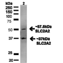Glucose transporter 2 Polyclonal Antibody, QED Bioscience 100 &mu;g; Unconjugated:Antibodies,