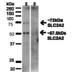 Glucose transporter 2 Polyclonal Antibody, QED Bioscience 100 &mu;g; Unconjugated:Antibodies,