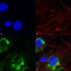 Glial Fibrillary Acidic Protein (GFAP) Monoclonal Antibody (S206B-9), QED Bioscience 100 &mu;g | Buy Online | Leinco Technologies Inc | Fisher Scientific