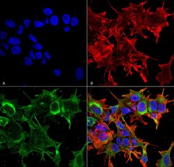 Glial Fibrillary Acidic Protein (GFAP) Monoclonal Antibody (S206B-9), QED Bioscience 100 &mu;g | Buy Online | Leinco Technologies Inc | Fisher Scientific