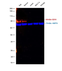 Invitrogen CD19 Monoclonal Antibody (HIB19), Alexa Fluor 532, eBioscience