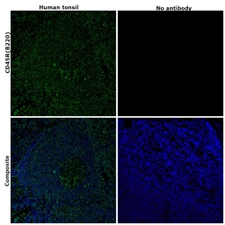 Invitrogen CD45R (B220) Monoclonal Antibody (RA3-6B2), Alexa Fluor 532, eBioscience 100 &mu;g | Buy Online | Invitrogen&trade; | Fisher Scientific