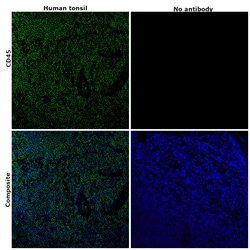 Invitrogen CD45 Monoclonal Antibody (HI30), Alexa Fluor 532, eBioscience