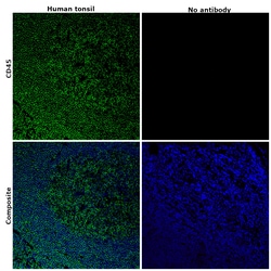 Invitrogen CD45 Monoclonal Antibody (HI30), Alexa Fluor 532, eBioscience
