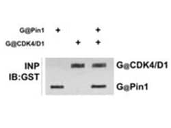 GST Polyclonal Antibody, Rockland:Antibodies:Primary Antibodies