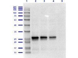 GST Polyclonal Antibody, Rockland:Antibodies:Primary Antibodies