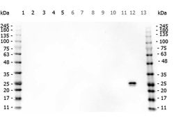 GST Polyclonal Antibody, Rockland:Antibodies:Primary Antibodies