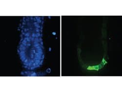 GFP Polyclonal Antibody, Rockland:Antibodies:Primary Antibodies
