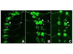 GFP Polyclonal Antibody, Rockland:Antibodies:Primary Antibodies