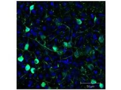 GFP Polyclonal Antibody, Rockland:Antibodies:Primary Antibodies