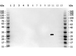 GFP Polyclonal Antibody, Rockland:Antibodies:Primary Antibodies