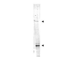 IDN3Goat anti-Human, Polyclonal, Rockland 100 &mu;g; Unconjugated:Antibodies,
