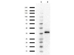 Mash1/Ascl1 Polyclonal Antibody, Rockland:Antibodies:Primary Antibodies
