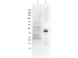 Mash1/Ascl1 Polyclonal Antibody, Rockland:Antibodies:Primary Antibodies