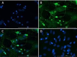 Doublecortin Polyclonal Antibody, Rockland:Antibodies:Primary Antibodies
